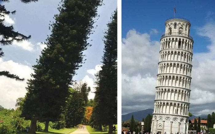 Tiết lộ điều bí ẩn đằng sau "tháp nghiêng Pisa" của tự nhiên