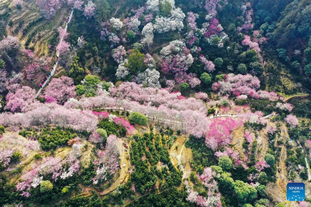 Muôn sắc hoa xuân bung nở khắp Trung Quốc