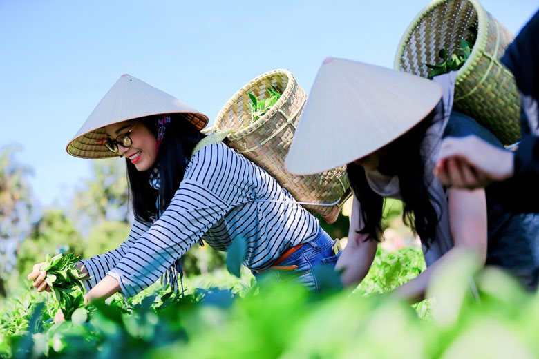 Để du lịch nông nghiệp thực sự “cất cánh”