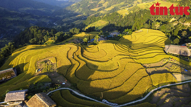 Ngỡ ngàng vẻ đẹp ruộng bậc thang xã Xà Phìn, Hà Giang mùa lúa chín