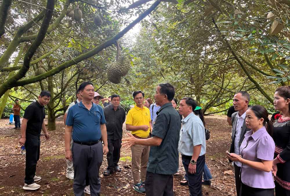 Đắk Lắk: Phát triển du lịch nông nghiệp gắn với sầu riêng ở xã Ea Knuếc
