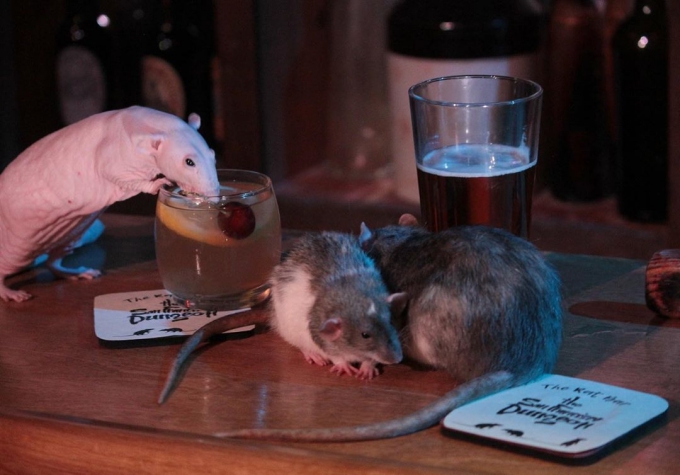 Du khách trả 1,1 triệu đồng để uống một ly cocktail với chuột