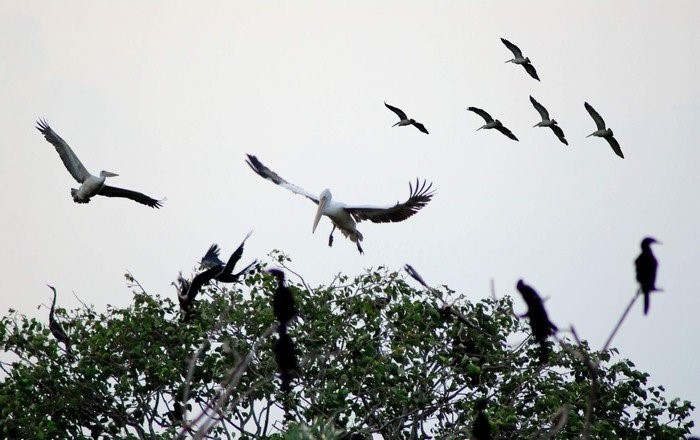 Vườn chim Bạc Liêu - Khu bảo tồn thiên nhiên quốc gia và điểm tham quan hấp dẫn