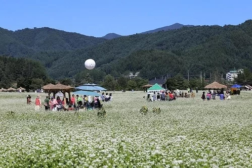 Lễ hội hoa kiều mạch hút khách ở Hàn Quốc