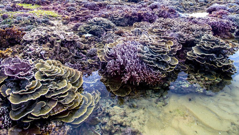Mê đắm trước vẻ đẹp của 'thiên đường san hô' tại Phú Yên