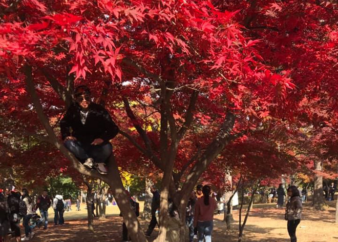 Khách Việt trèo cây, tạo dáng chụp ảnh ở Hàn Quốc