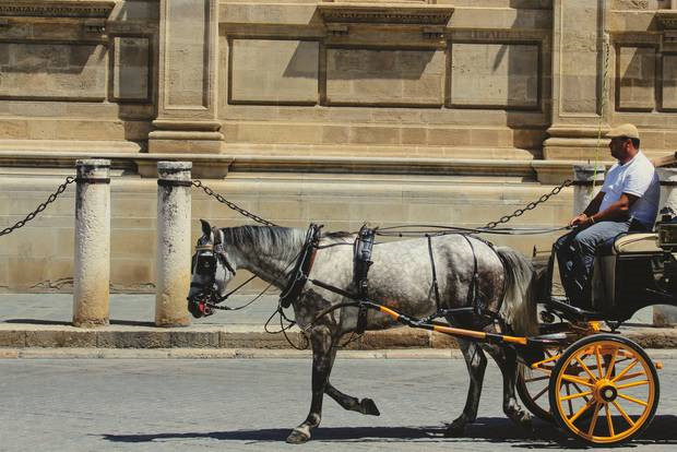 Kiến nghị cấm xe du lịch ở Rome sau khi ngựa ngã gục trên đường phố
