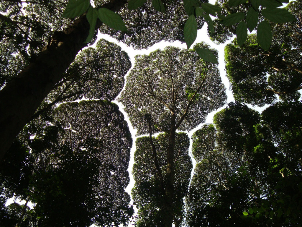 Hiện tượng tán lá nhút nhát tạo dòng sông uốn lượn trên cây