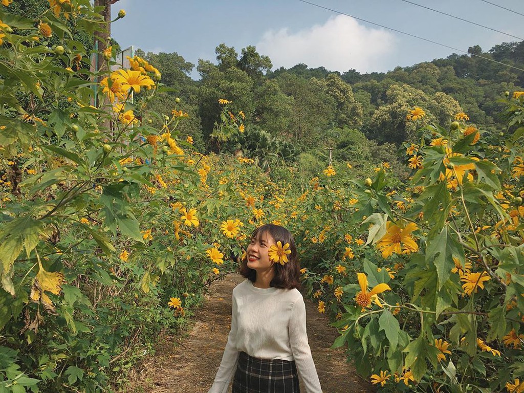 Chìm đắm trong sắc vàng đồi hoa dã quỳ ở ngoại thành Hà Nội