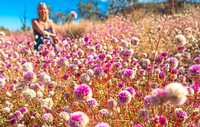 Hoa xuân bung nở trên khắp Australia