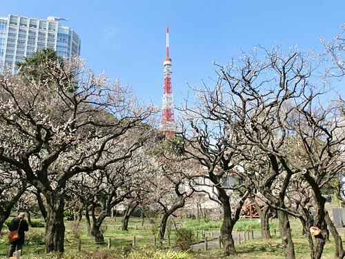 4 điểm ngắm hoa mơ đẹp ở Tokyo