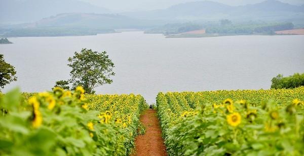 Bí kíp ‘bỏ túi’ khi đến cánh đồng hoa hướng dương lớn nhất Việt Nam tại Nghệ An