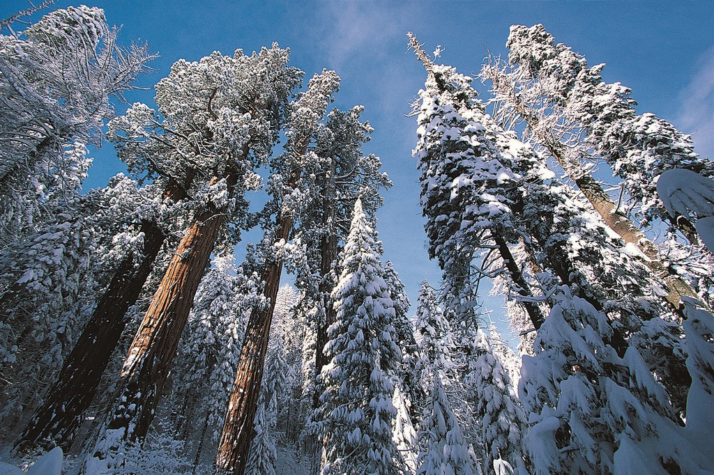 Tuyết phủ trắng rừng cây đại thụ cao nhất nước Mỹ