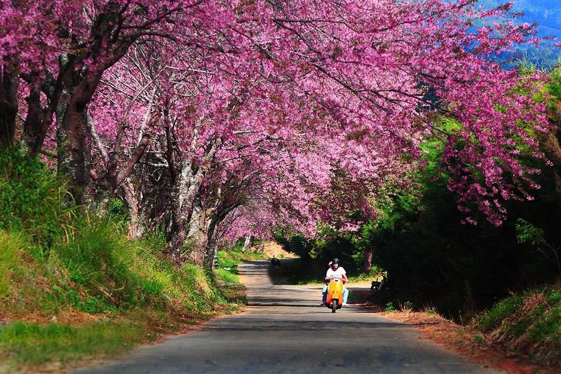 4 địa điểm ngắm hoa anh đào tại Thái Lan