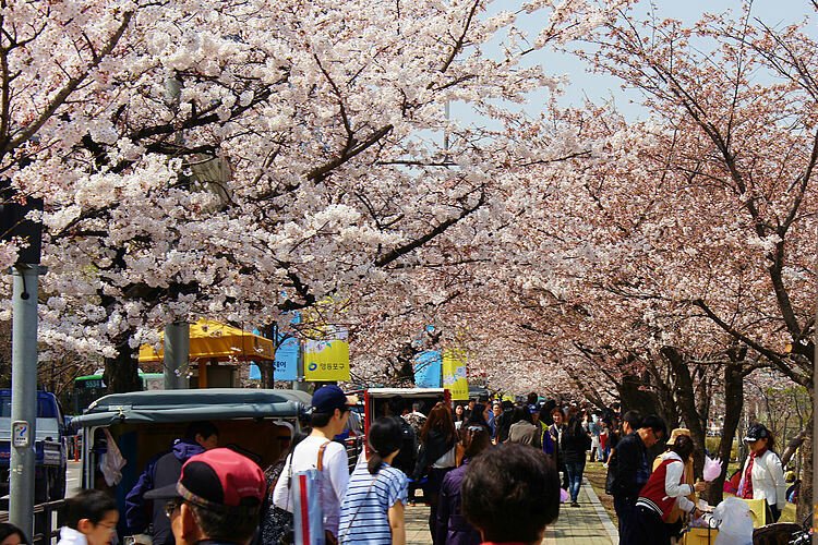 Địa điểm ngắm hoa anh đào ở Seoul