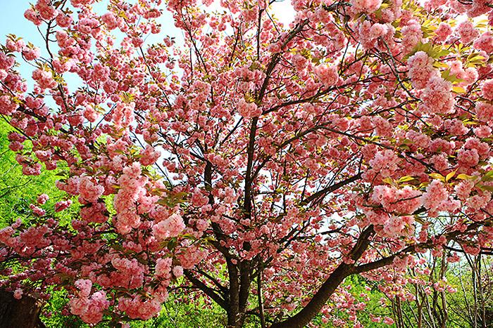 5 lễ hội hoa mùa xuân Hàn Quốc