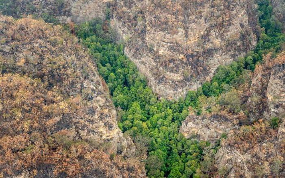 Thông khủng long xanh tốt giữa thảm họa cháy rừng Australia