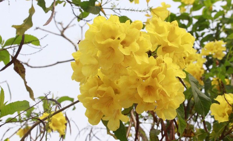 Ngắm hoa chuông vàng khoe sắc nơi phố núi Sơn La