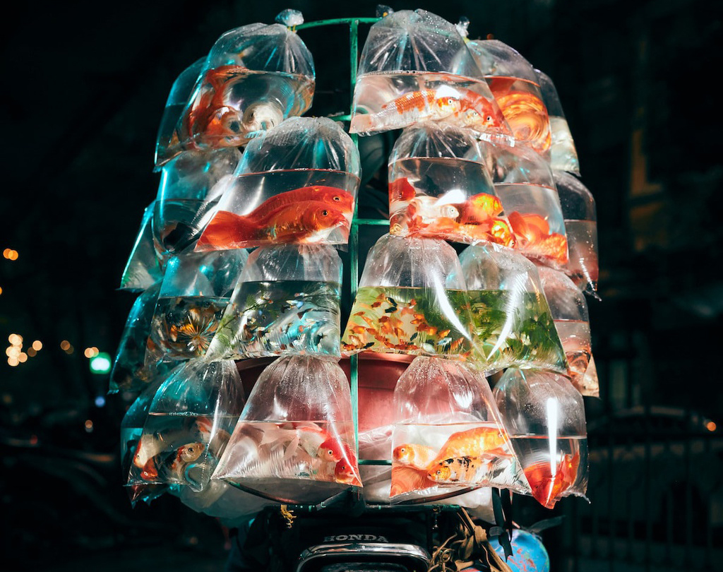 Ảnh xe bán cá ở Việt Nam thắng giải quốc tế