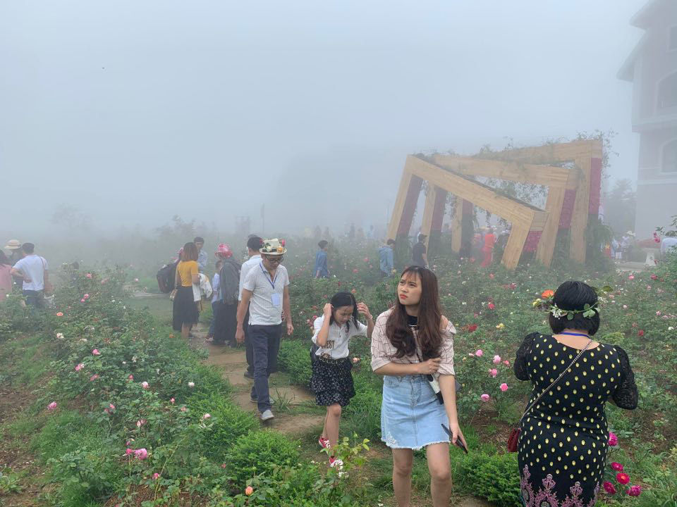 Sa Pa kích cầu du lịch và đón nhận kỷ lục Thung lũng hoa hồng lớn nhất Việt Nam