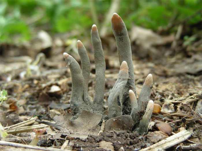 Loài nấm có tên gọi ngón tay người chết