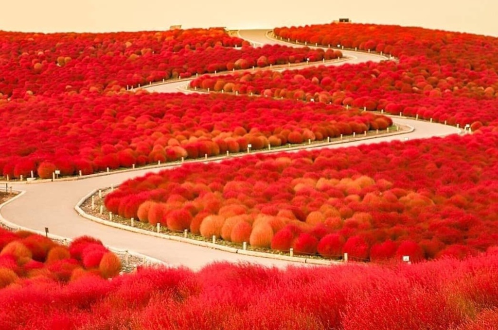 Đồi cỏ Nhật Bản chuyển đỏ khi thu sang