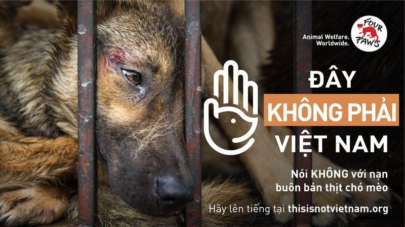 Tổ chức phúc lợi toàn cầu kêu gọi chấm dứt nạn buôn bán thịt chó và mèo