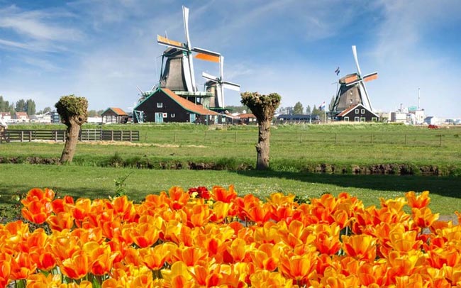 Cùng Vietravel đến Hà Lan khi mùa hoa tulip đẹp nhất!