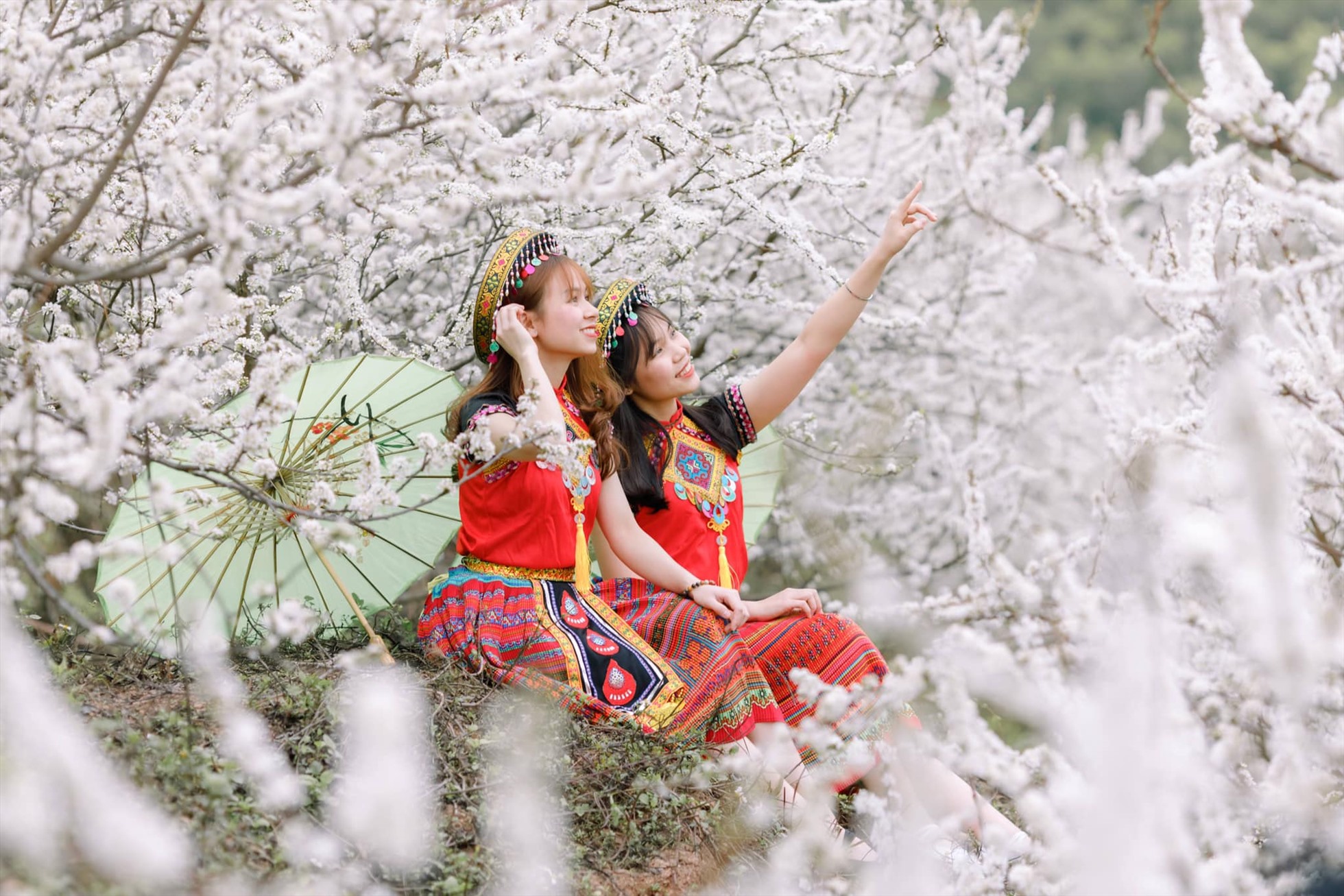 Vườn hoa mận trắng nở rộ ở Tân Sơn, Bắc Giang