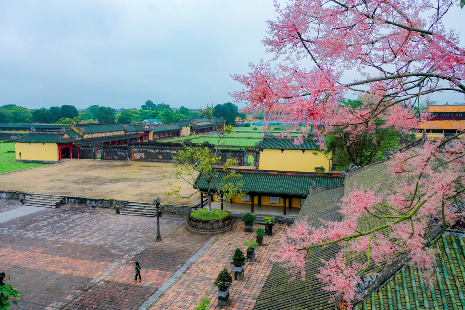 Đẹp nao lòng mùa ngô đồng đơm hoa ở Hoàng thành Huế