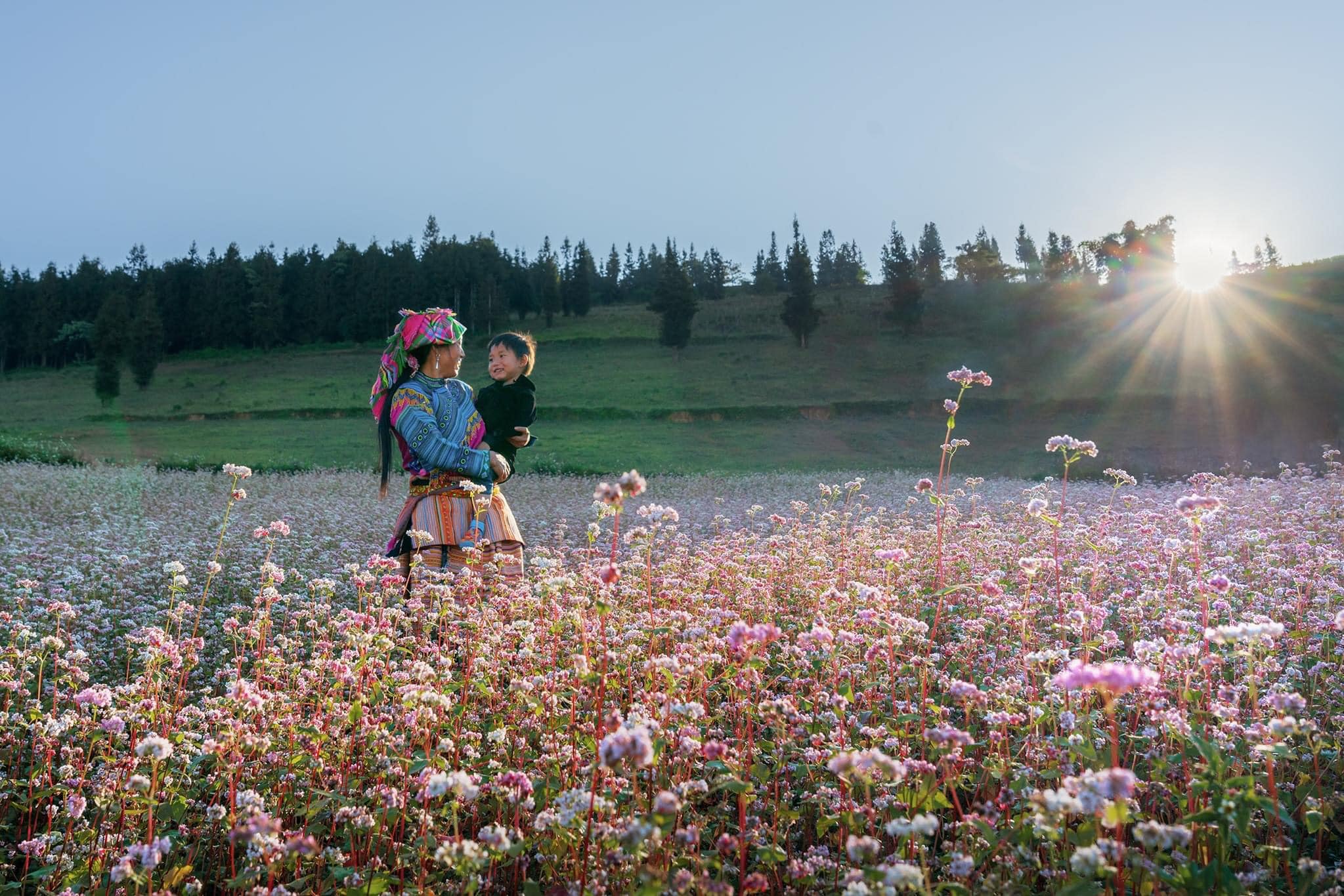 Hoa tam giác mạch phủ hồng thảo nguyên Suôi Thầu ở Hà Giang