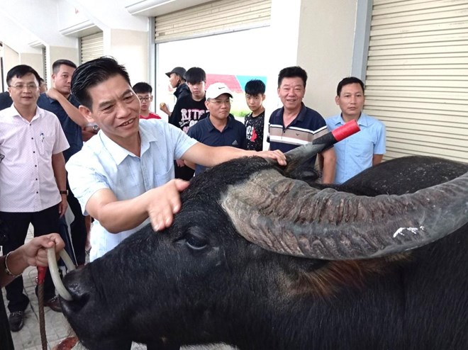 16 "ông trâu" Hải Phòng được kiểm tra thể trạng trước lễ hội