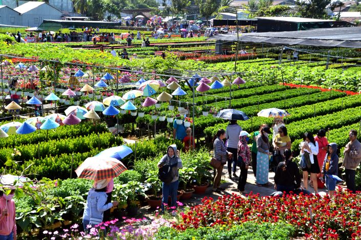 Đồng Tháp hướng tới xác lập kỷ lục Việt Nam về hoa kiểng